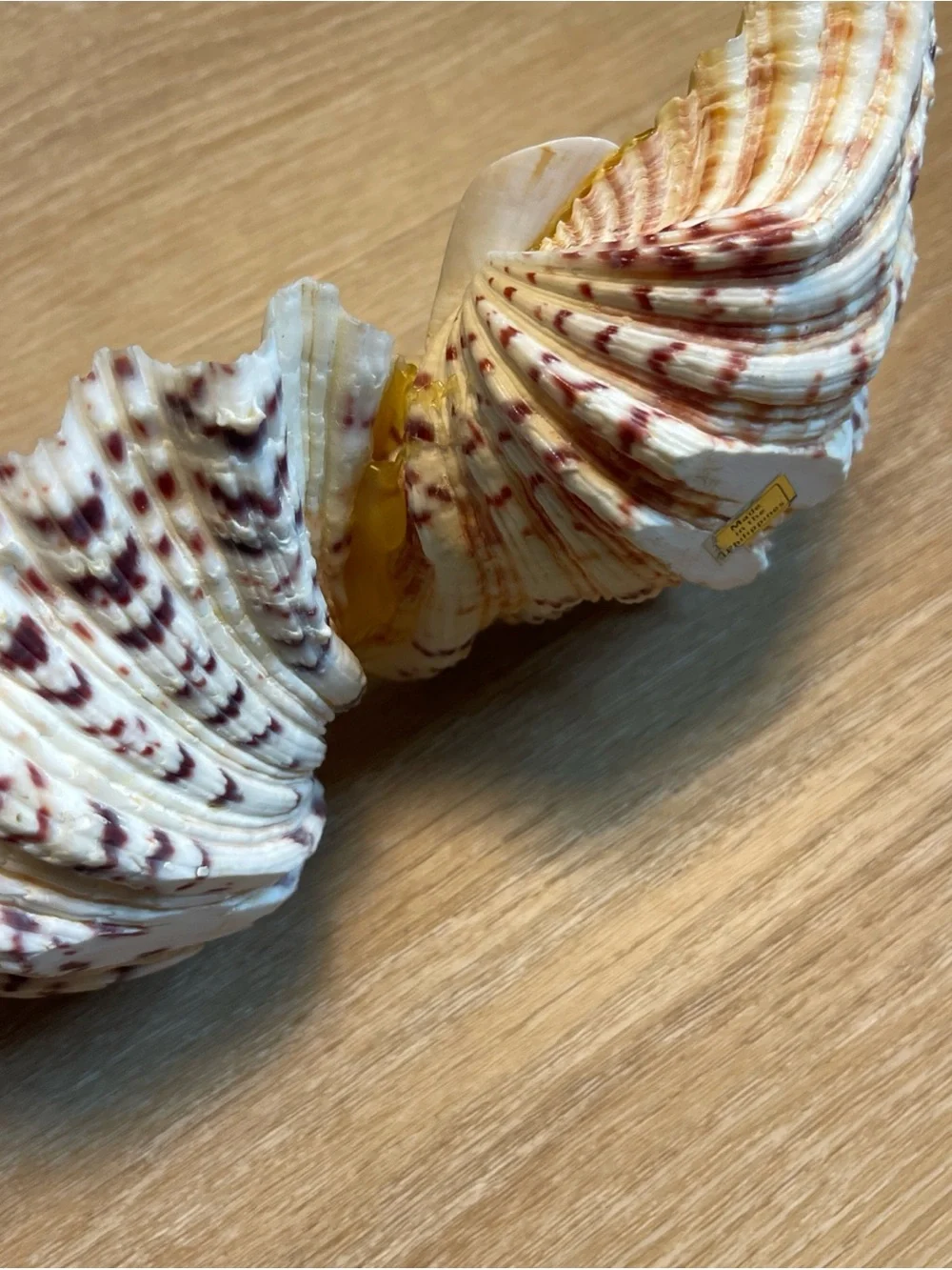 Vintage Natural Sea Shell Display Trinket Soap Dish Nautical Fisherman Ocean